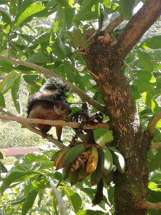 La Guayaba Monteverde Extérieur photo
